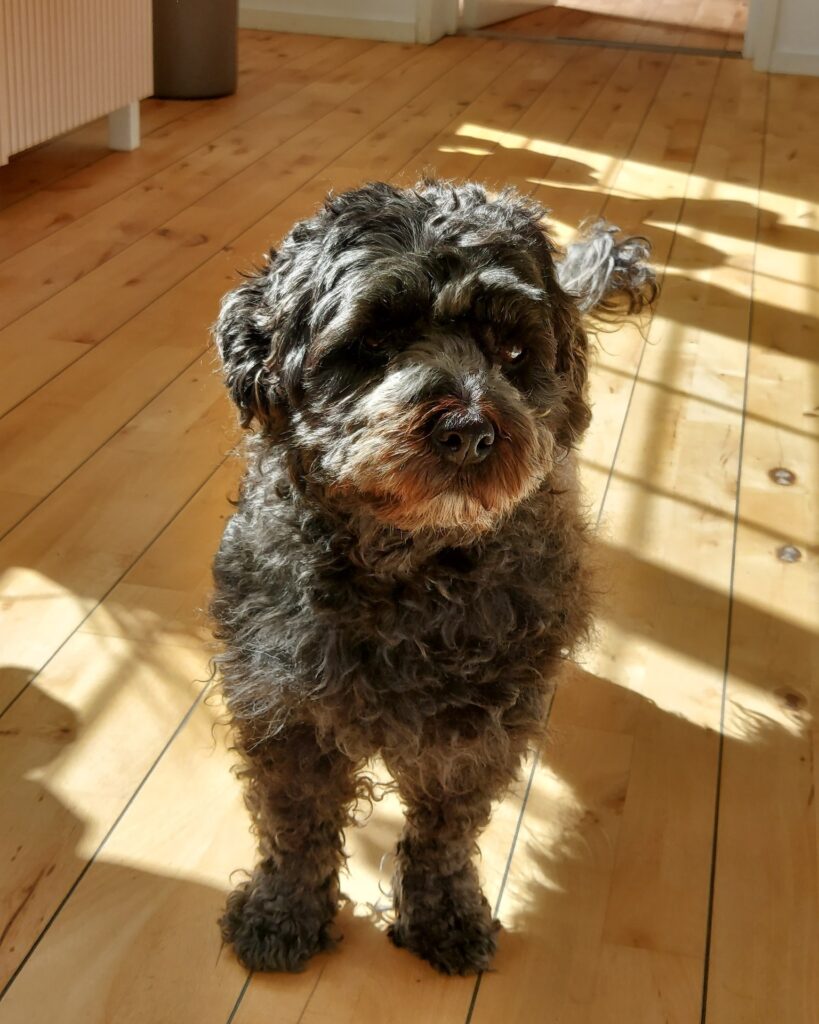 En liten svart hund i ett kontor